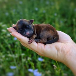 Korean Babydoll Toothless - Brown male Mal-Shi puppy in Barren Springs, Virginia from Seeking Shalom Acres Maltese, Maltipoos & Havamalts