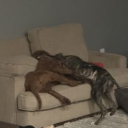 Poodle and Whippet All Grown Up from Charleston Reds Standard Poodles and Whippets