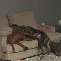 Poodle and Whippet All Grown Up from Charleston Reds Standard Poodles and Whippets