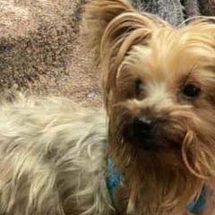 Poodles and Yorkshire Terriers from Sassy T’s Puppy Palace