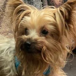 Poodles and Yorkshire Terriers from Sassy T’s Puppy Palace
