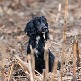 Cocker Spaniels and Labrador Retrievers from Berry Creek Labs & Cockers