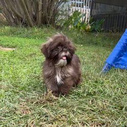 Jellybean - Chocolate female Shih Tzu puppy in Statesboro, Georgia from Magnolia Small Breeds