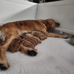 Golden Retriever Puppies from Hope Service Dogs, Inc