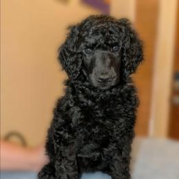 Andarna - Black female Poodle puppy in Vail, Arizona from Semper Poodelis