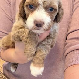 Gnocchi - Cream female Cockapoo puppy in Clarks Summit, Pennsylvania from M&M Cockapoos