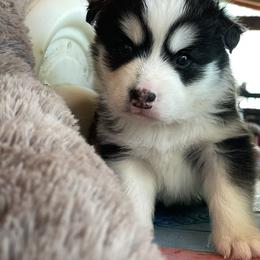 Milo - Black and white male Pomsky puppy in Diamond Lake, Washington from Husky Haven WA