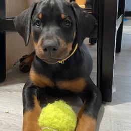 Doberman Pinscher Puppies from Jensen Dobermans