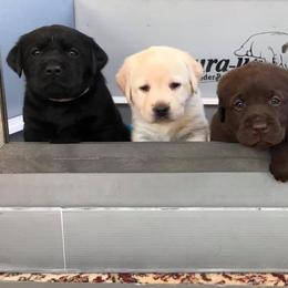 Labrador Retrievers from Morning Glory Labradors