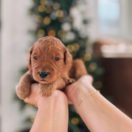 Favor - Red  female Goldendoodle puppy in Cookeville, Tennessee from Gravelle Family Farm