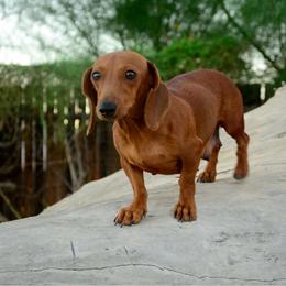 Dulce - Dachshund