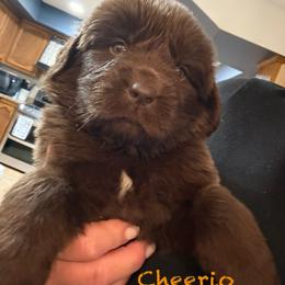 Cheerio - Brown male Newfoundland puppy in Saukville, Wisconsin from Crossroads Canines ~ Newfoundland Dogs