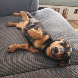 Twinkie - Dachshund