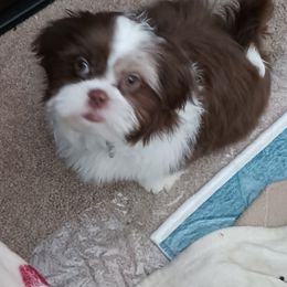 Shih Tzu Puppies from SweetTee's Shih Tzus LLC