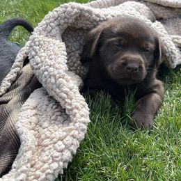 Labrador Retriever Puppies from Burks Retrievers