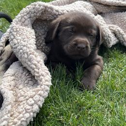 Labrador Retriever Puppies from Burks Retrievers