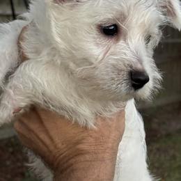West Highland White Terrier Puppies from Amazing Grace Westies