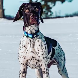 German Shorthaired Pointers, Vizslas, and Weimaraners from Hilltop Farms