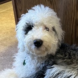 Josie - Bernedoodle