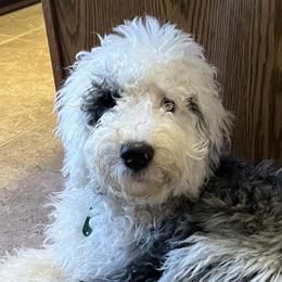 Josie - Bernedoodle