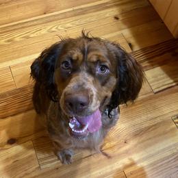 Oakley - English Springer Spaniel