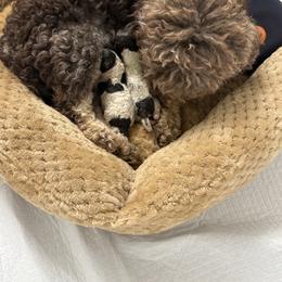 Boy 1 - Chocolate and white male Havapoo puppy in Franklinton, North Carolina from Happytailspuppies