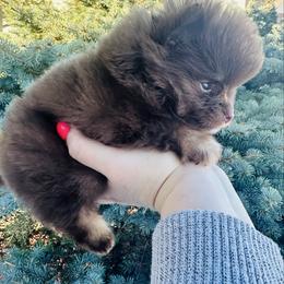 Rolo - Chocolate male Pomeranian puppy in Waterloo, Indiana from Garcias Pomeranian