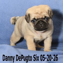 Pug puppies from Bradley's Pugs