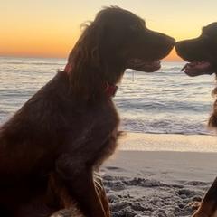 Picardy Spaniels from SW Florida Picardy's