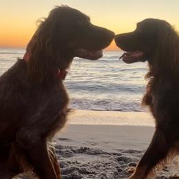 Picardy Spaniels from SW Florida Picardy's