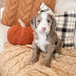 Toffee - Merle female Sheepadoodle puppy in Austin, Texas from Darling Doodles