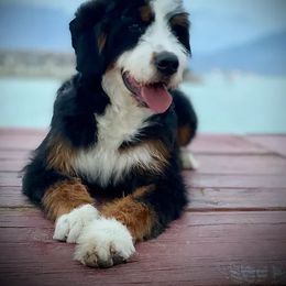 Bernedoodle, Goldendoodle, Poodle, and Sheepadoodle All Grown Up from Dapper Doodles