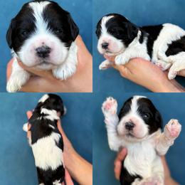 Vance - Black and white male Cockapoo puppy in Yuciapa, California from AlltheDoodlez_