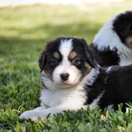 Australian Shepherd Puppies from Dovehawk Australian Shepherds