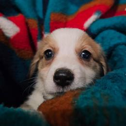 Dopey - Sable male Pembroke Welsh Corgi puppy in Pilot Rock, Oregon from L2H Corgi's
