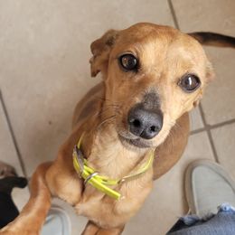 Carmel - Dachshund