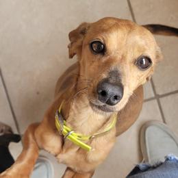 Carmel - Dachshund