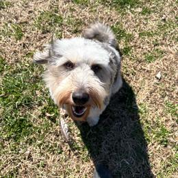 Princess - Aussiedoodle