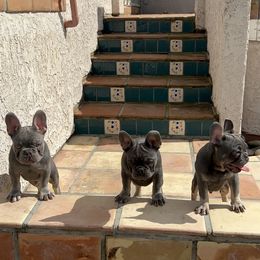 French Bulldog Puppies from Jesikah408