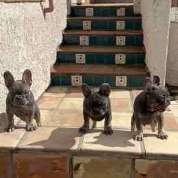 French Bulldog Puppies from Jesikah408