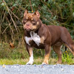 American Bully Puppies from Sky River Bullies