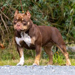 American Bully Puppies from Sky River Bullies