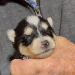 Domino - Black and white female Pomsky puppy in Spring Hill, Florida from PDQ Pomskies