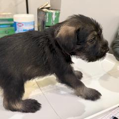 Standard Schnauzer Puppies from Dragos Kennel