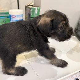 Standard Schnauzer Puppies from Dragos Kennel