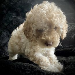 Australian Labradoodle Puppies from Tiny Treasures Australian Labradoodles