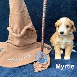 Myrtle - Red  female Goldendoodle puppy in Conroe, Texas from Tails of Cypress