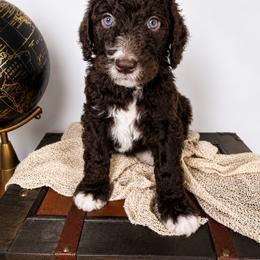 Aussiedoodle Puppies from The Cuddly Dood Ranch
