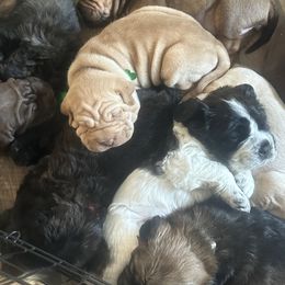 Chinese Shar-Pei, Cocker Spaniel, and Companion Cross Puppies from Mini Hippo Land