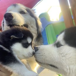 Alaskan Husky Puppies from Elite Therapy Pups